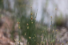 Cyperus gymnocaulos