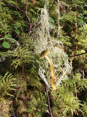 Gliophorus