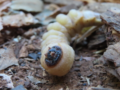 Prionus californicus