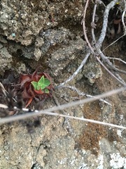 Dudleya farinosa
