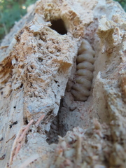 Prionus californicus