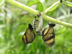 Actinote pellenea perfulva