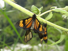 Actinote pellenea perfulva