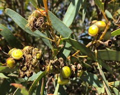 Eucalyptus diversifolia