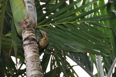 Melanerpes striatus