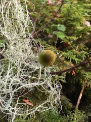 Gliophorus