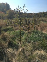 Vernonia noveboracensis