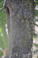 Anolis distichus