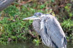 Ardea herodias herodias