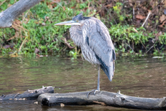 Ardea herodias herodias