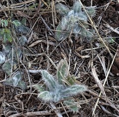 Psilocarphus brevissimus