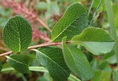 Salix fuscescens