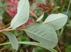 Salix fuscescens
