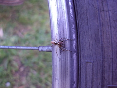 Chira gounellei
