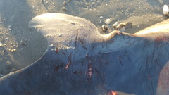Kogia breviceps
