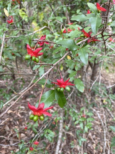 Ochna serrulata