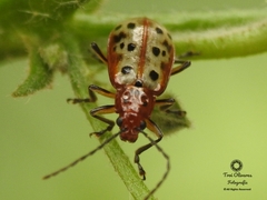 Isotes multipunctata