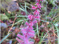 Astilbe rubra