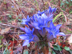 Gentiana scabra
