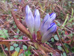 Gentiana scabra