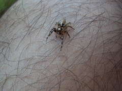 Chira gounellei