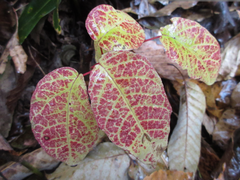 Neoshirakia japonica