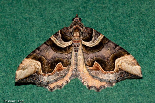 Asaphodes chlamydota (Meyrick, 1883)