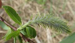 Salix richardsonii