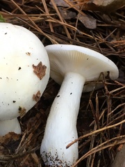 Russula perlactea