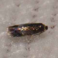 Stigmella multispicata