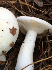 Russula perlactea