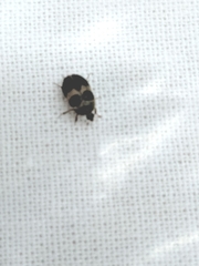 Attagenus fasciatus