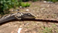 Polychrus acutirostris