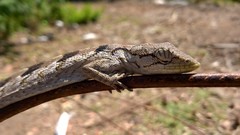 Polychrus acutirostris