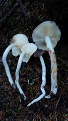 Rhodocollybia oregonensis