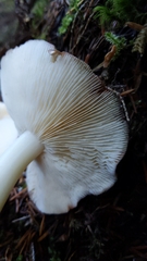 Rhodocollybia oregonensis