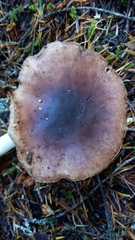 Rhodocollybia oregonensis