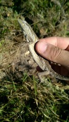 Polychrus acutirostris