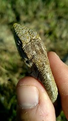 Polychrus acutirostris