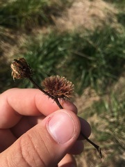Vernonia noveboracensis