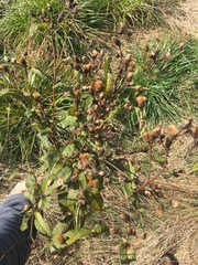 Vernonia noveboracensis