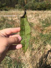 Vernonia noveboracensis
