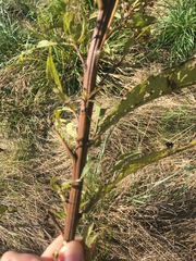 Vernonia noveboracensis