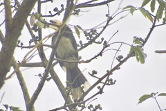 Anthracoceros albirostris