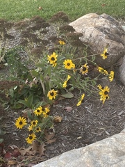 Rudbeckia hirta pulcherrima