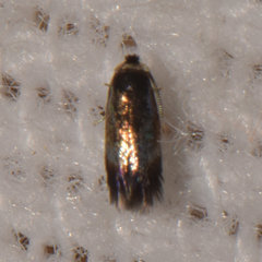 Stigmella multispicata