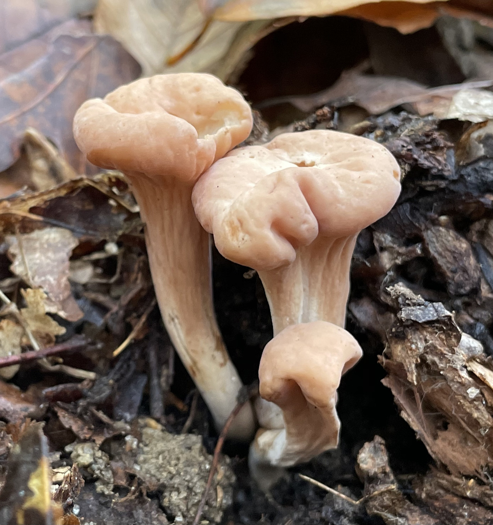 Clavariadelphaceae