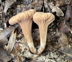 Clavariadelphus americanus