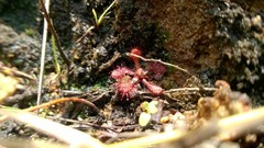 Drosera communis