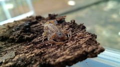 Tityus mattogrossensis